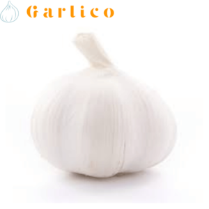 Elephant garlic: a mild, but flavorful ingredient for any cuisine.