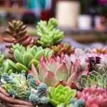 Best Indoor Plants For Your Health In 2023